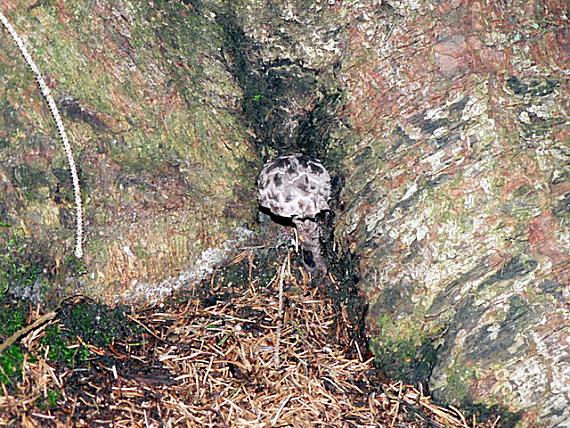 šiškovec šupinatý Strobilomyces strobilaceus (Scop.) Berk.