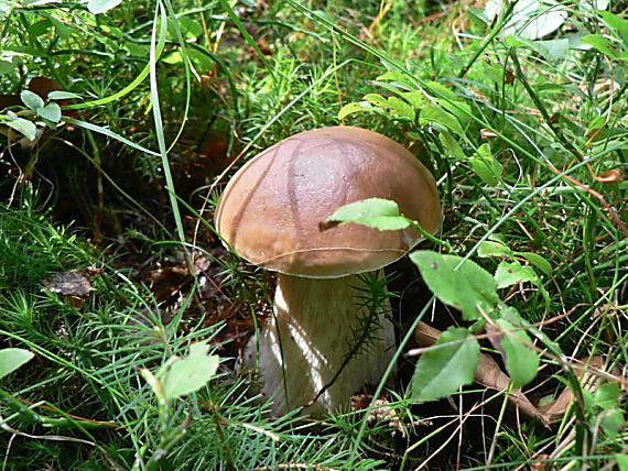 hríb smrekový Boletus edulis Bull.