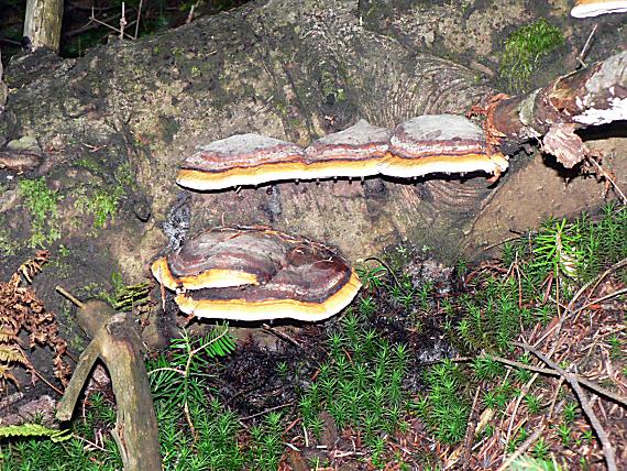 práchnovček pásikavý Fomitopsis pinicola (Sw.) P. Karst.