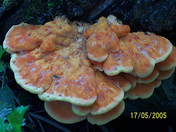 sírovec obyčajný Laetiporus sulphureus (Bull.) Murrill