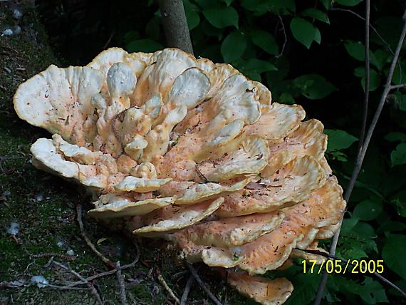 sírovec obyčajný Laetiporus sulphureus (Bull.) Murrill