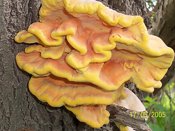 sírovec obyčajný Laetiporus sulphureus (Bull.) Murrill