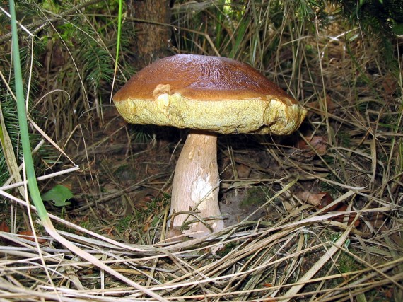 hríb dubový Boletus reticulatus Schaeff.