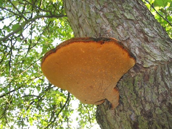 ohňovec Phellinus sp.