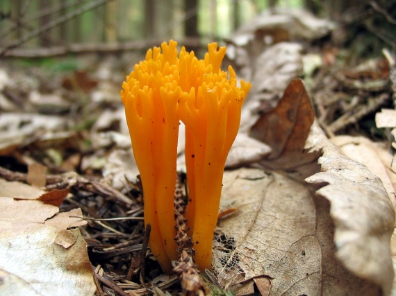 parôžkovec lepkavý Calocera viscosa (Pers.) Fr.