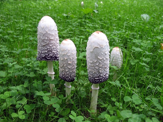 hnojník obyčajný Coprinus comatus (O.F. Müll.) Pers.