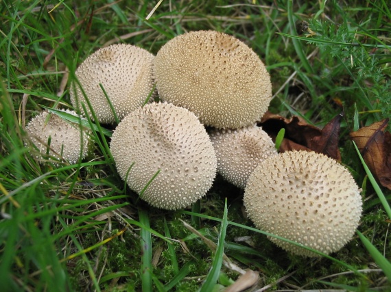 prášnica bradavičnatá Lycoperdon perlatum Pers.