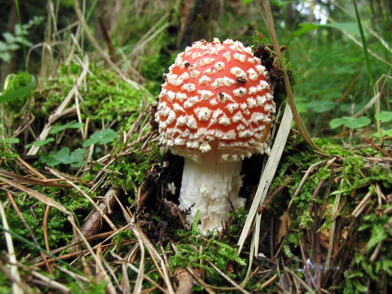 muchotrávka červená Amanita muscaria (L.) Lam.