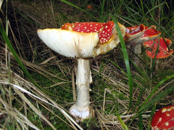 muchotrávka červená Amanita muscaria (L.) Lam.