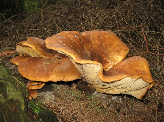 čechračka tmavohlúbiková Tapinella atrotomentosa (Batsch) Šutara