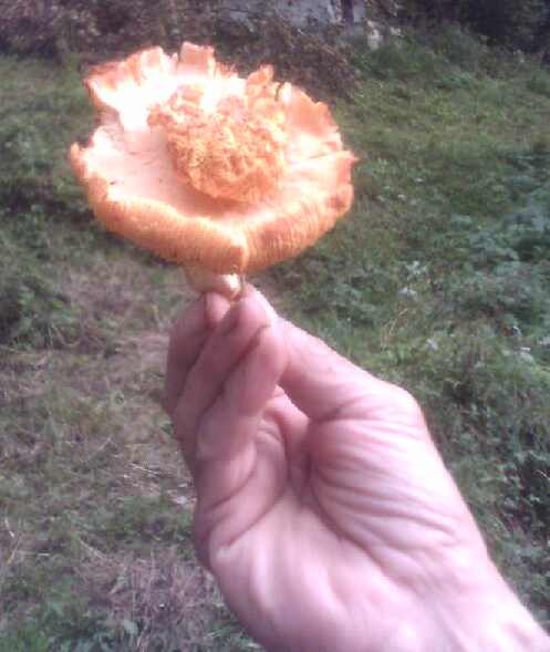 kuriatko jedlé Cantharellus cibarius Fr.