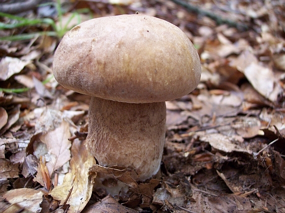 hríb dubový Boletus reticulatus Schaeff.