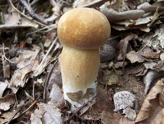 hríb dubový Boletus reticulatus Schaeff.