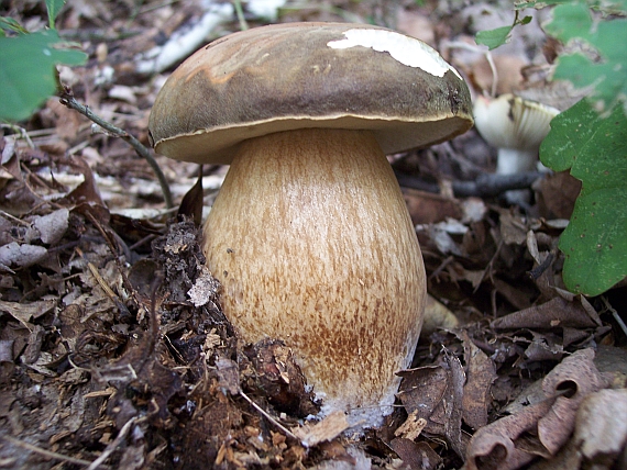 hríb bronzový Boletus aereus Bull. ex Fr.