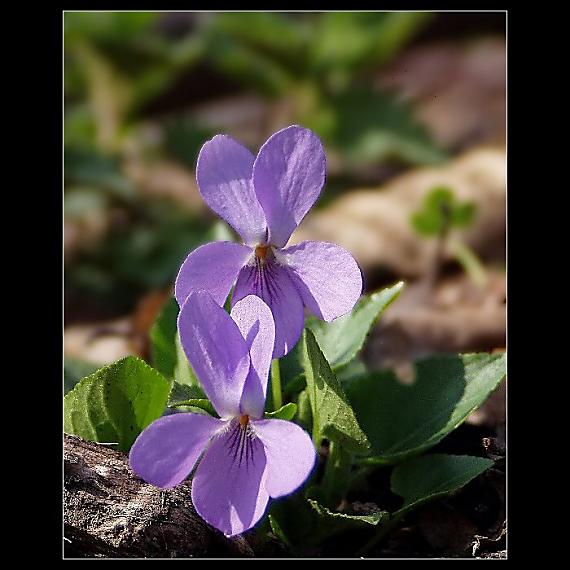 fialka Viola sp.