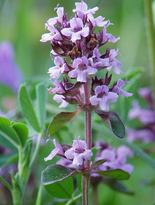 dúška vajcovitá Thymus pulegioides L.