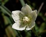 parnasia palustris
