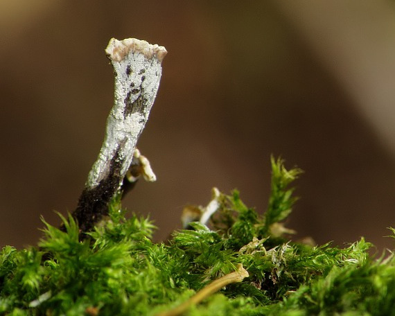 drevnatec parohatý Xylaria hypoxylon (L.) Grev.