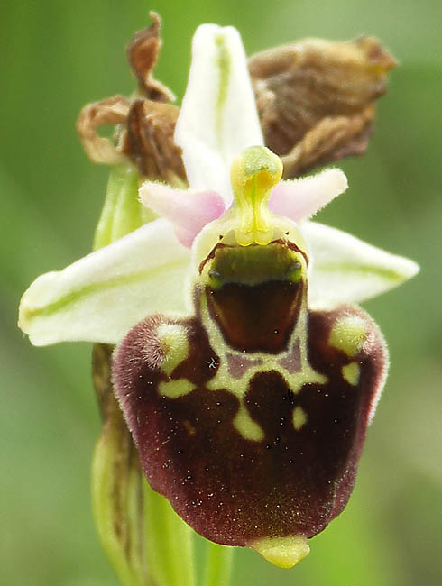 hmyzovník čmeľovitý (x holubyho ?) Ophrys holoserica (Burm. F.) Greuter