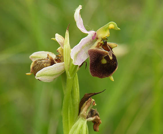 hmyzovník včelovitý x hmyzovmík čmeľovitý Ophrys apifera x Ophrys holoserica