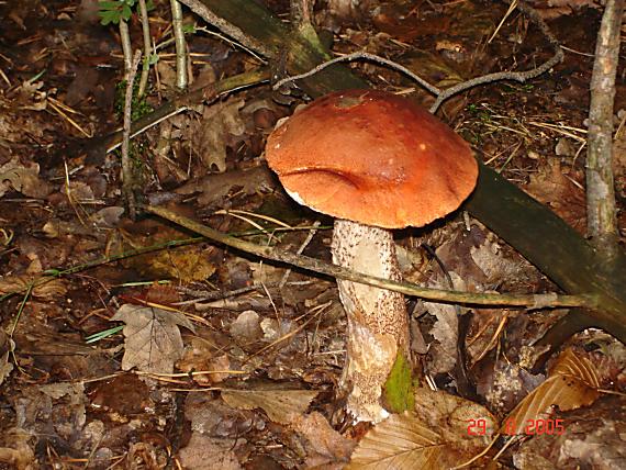 kozák osikový Leccinum albostipitatum den Bakker & Noordel.