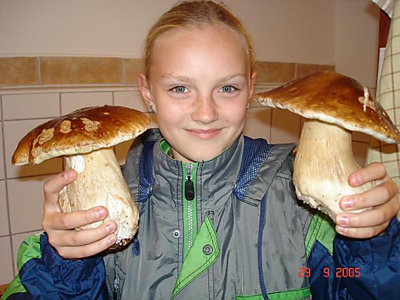 hríb smrekový Boletus edulis Bull.