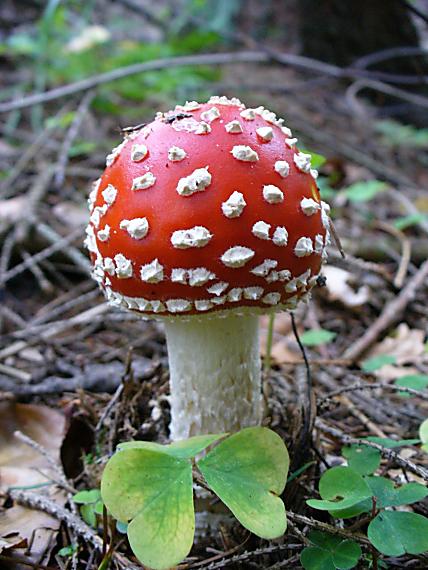 muchotrávka červená Amanita muscaria (L.) Lam.