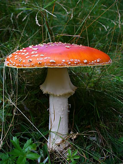 muchotrávka červená Amanita muscaria (L.) Lam.
