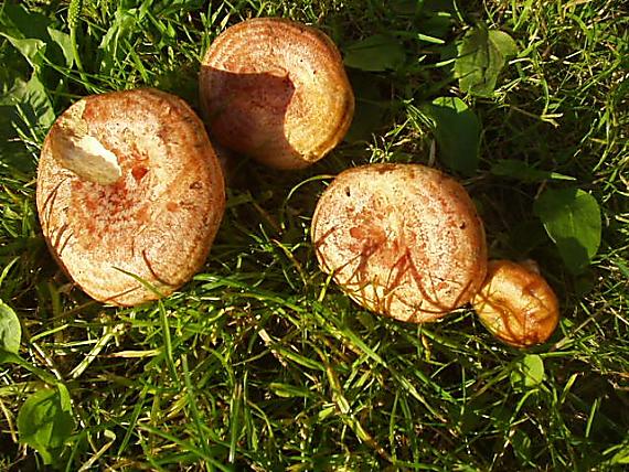 rýdzik pravý Lactarius deliciosus (L.) Gray