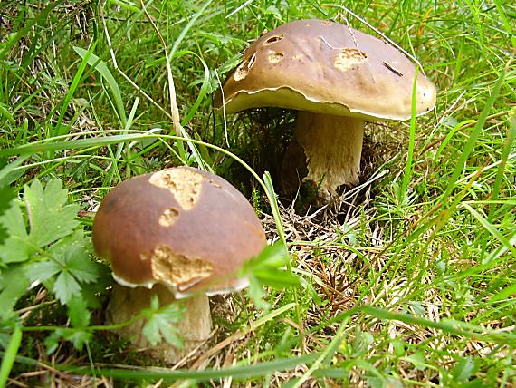 hríb smrekový Boletus edulis Bull.