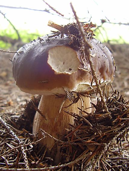 hríb smrekový Boletus edulis Bull.