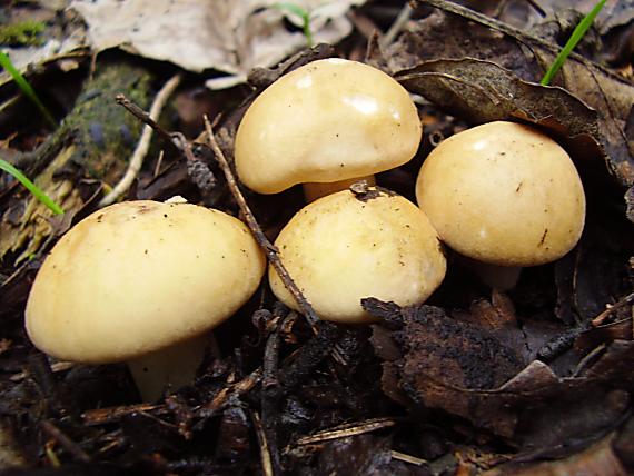 čírovnica májová Calocybe gambosa (Fr.) Donk
