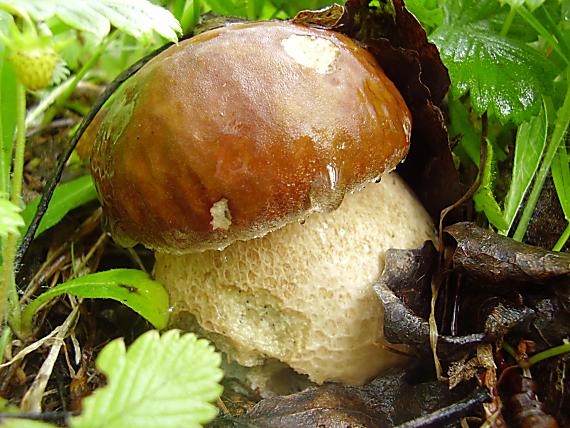 hríb dubový Boletus reticulatus Schaeff.