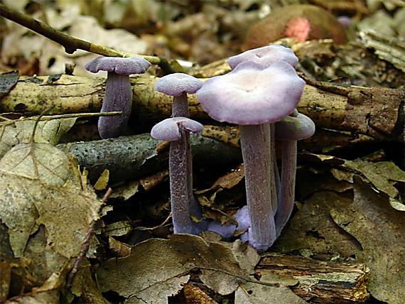 lakovka ametystová Laccaria amethystea