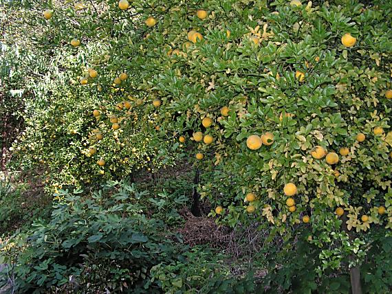 citronovníkovec trojlistý Poncirus trifoliata