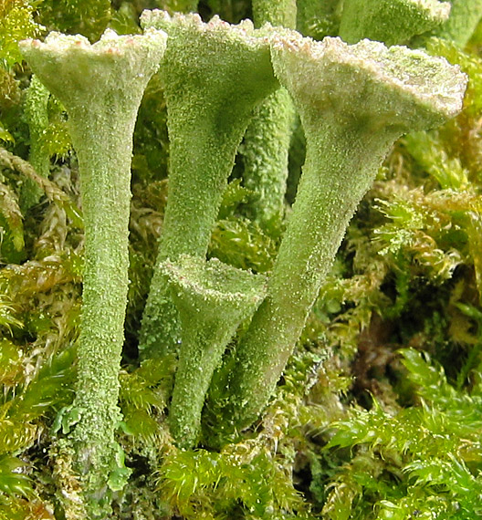 dutohlávka Cladonia sp.
