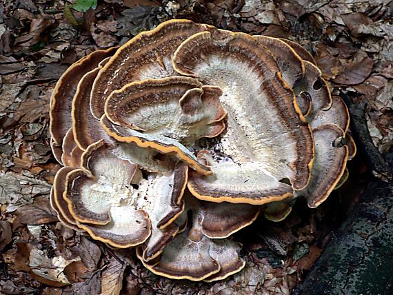 vejárovec obrovský Meripilus giganteus (Pers.) P. Karst.