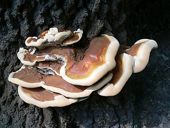 lesklokôrovka Ganoderma sp.