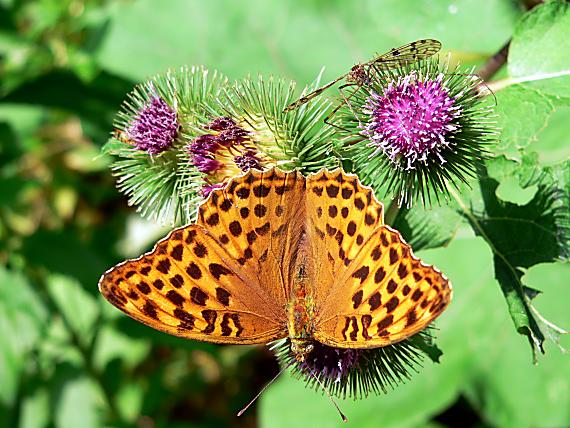 perlovec striebristopásavý Argynnis paphia