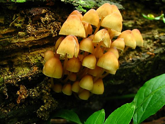 prilbička Mycena sp.