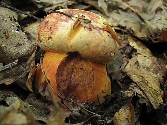 hríb purpurový Rubroboletus rhodoxanthus Kuan Zhao & Zhu L. Yang
