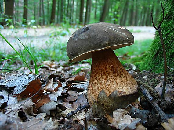hríb bronzový Boletus aereus Bull. ex Fr.
