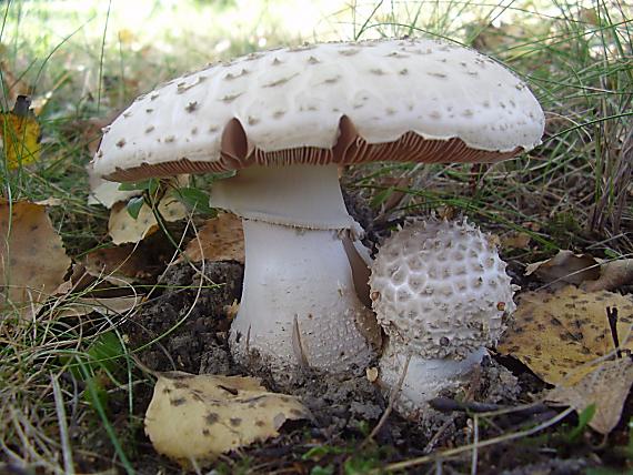 muchotravka drsna Amanita aspera