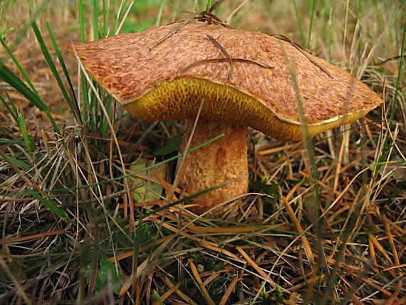 masliak duglaskový Suillus lakei (Murrill) A.H. Sm. & Thiers