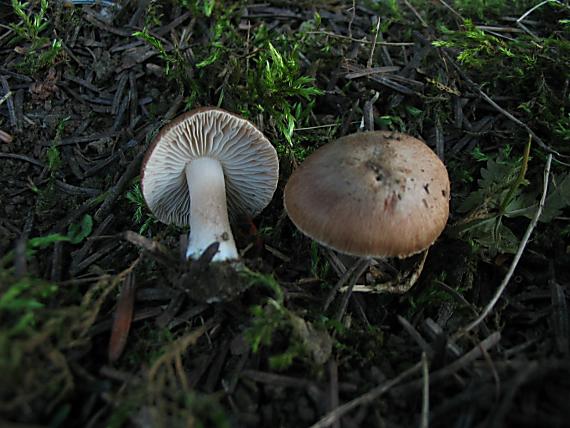 vláknica Inocybe sp.