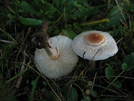 bedlička páchnúca Lepiota cristata Barla