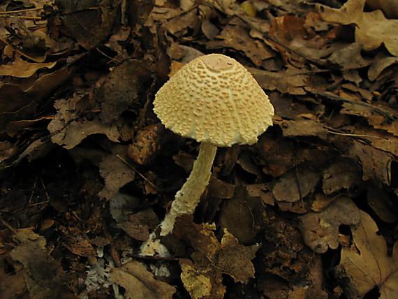 bedlička vlnatá Lepiota clypeolaria (Bull.) P. Kumm.
