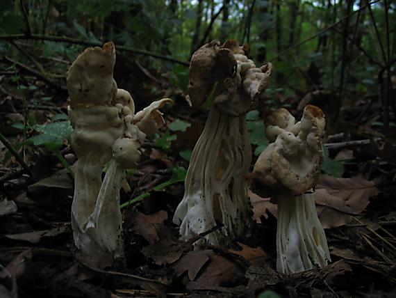 chriapač kučeravý Helvella crispa (Scop.) Fr.