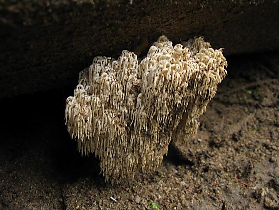 koralovec jedľový Hericium alpestre Pers.