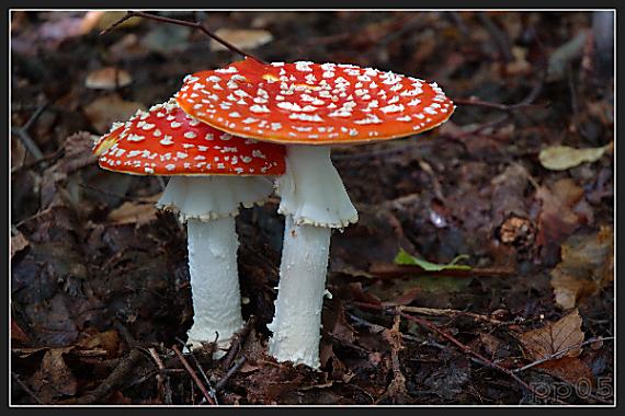muchotrávka červená Amanita muscaria (L.) Lam.